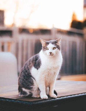 A vertical shot of an Anatolian cat on the blurry background