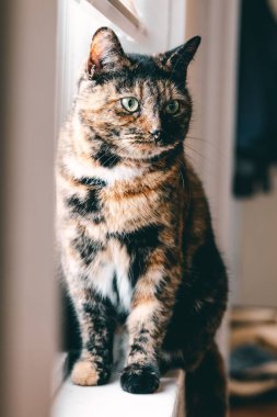 Pencere kenarında oturan Avrupalı bir stenohavanın dikey yakın çekimi