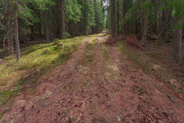 Ormandaki yolda yerde bir sürü koni var. Toten, Norveç.