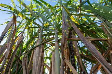 Güneş ışığında mavi gökyüzüne karşı büyüyen yeşil şeker kamışı bitkilerinin düşük açılı çekimi