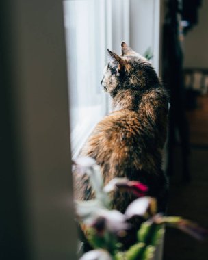 Pencere kenarında oturan Avrupalı bir stenohavanın dikey yakın çekimi