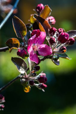 Bulanık arkaplanda kırmızı elma çiçeğinin dikey yakın çekimi