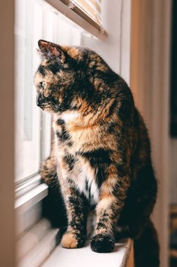 Pencere kenarında oturan Avrupalı bir stenohavanın dikey yakın çekimi