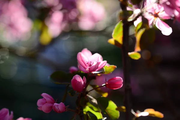 Крупный План Красивого Яблочного Цветка Размытом Фоне — стоковое фото