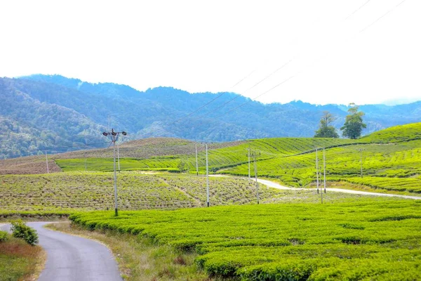 Sinuoso Camino Rural Medio Verdes Campos Agrícolas Montañosos Líneas Eléctricas — Foto de Stock