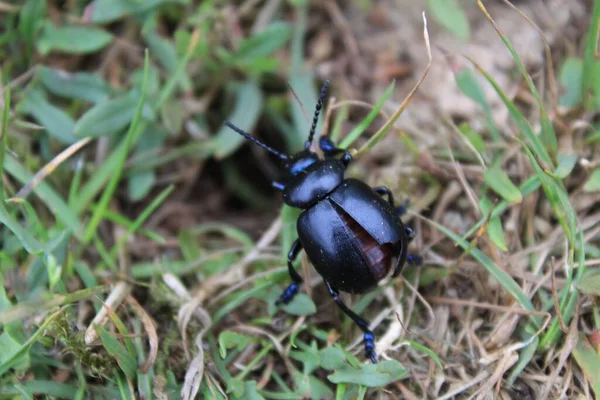 Een Close Shot Van Een Aarde Saaie Mestkever Het Gras — Stockfoto