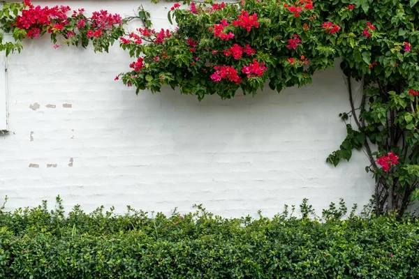 Uma Vista Panorâmica Uma Parede Branca Uma Casa Coberta Arbustos — Fotografia de Stock