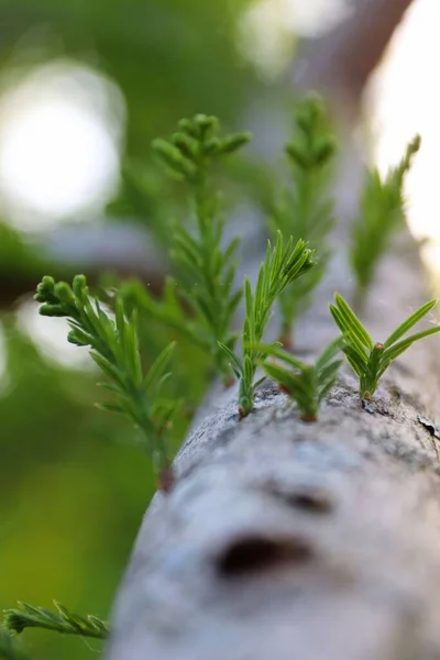 나무껍질에서 자라는 상록수 식물을 수직으로 클로즈업하는 — 스톡 사진