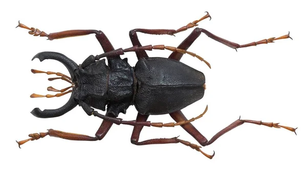 Colección Insectos Espécimen Escarabajos Cuernos Largos Aislados Sobre Fondo Blanco —  Fotos de Stock