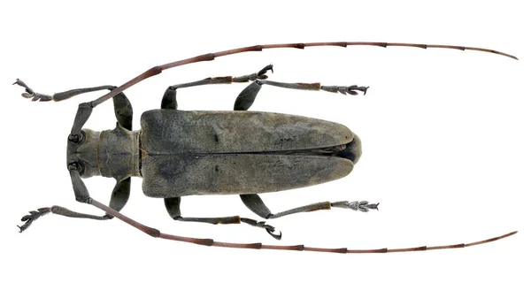 Colección Insectos Espécimen Escarabajos Cuernos Largos Aislados Sobre Fondo Blanco —  Fotos de Stock