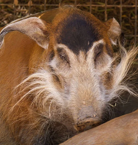 Primer Plano Jabalí Rojo Potamochoerus Porcus — Foto de Stock