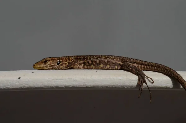 Makro Common Lizard Portreyi Kapat — Stok fotoğraf