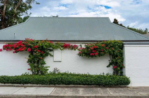 Scenic View White Wall House Covered Green Shrubs Climbing Bougainvillea — Stock Photo, Image