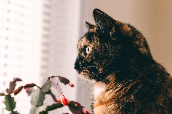 Tiro Close Belo Gato Olhando Para Janela Uma Casa — Fotografia de Stock