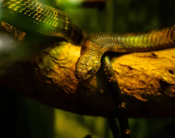 Primo Piano Bellissimo Serpente Sull Albero — Foto Stock