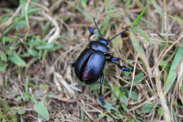 Primer Plano Aburrido Escarabajo Estiércol Hierba — Foto de Stock