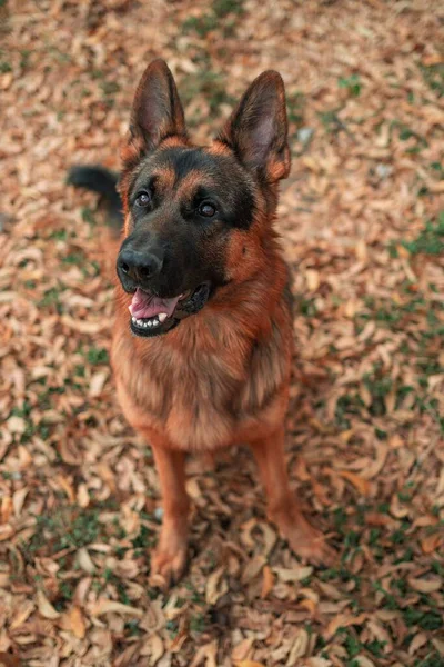 Disparo Vertical Perro Pastor Alemán Rodeado Hojas Marchitas — Foto de Stock