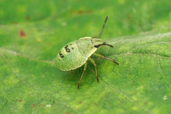 Closeup Instar Green Shield Bug Palomena Prasina Sitting Leaf Field — Stock Photo, Image