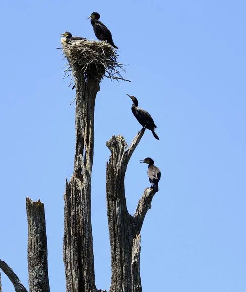 真っ青な空に向かって乾いた木の上の鵜の巣の垂直ショット — ストック写真