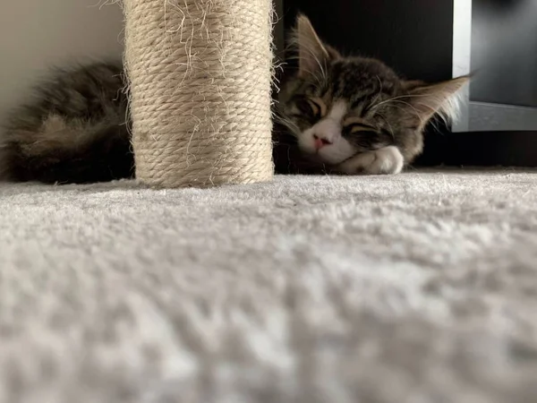 柔らかいカーペットの上で眠っているかわいい子猫のクローズアップショット — ストック写真