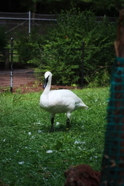 Colpo Verticale Cigno Bianco Sull Erba Verde Allo Zoo — Foto Stock