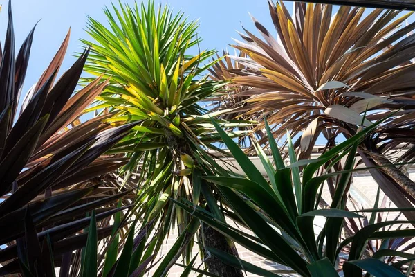 Крупним Планом Знімок Пальмового Листя Саду — стокове фото