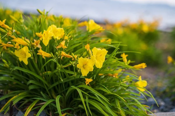 Tiro Seletivo Foco Dos Daylilies Amarelos Erie Pensilvânia Eua — Fotografia de Stock