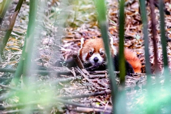 Ein Entzückender Roter Panda Versteckt Sich Auf Einem Waldboden — Stockfoto