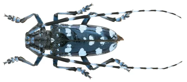 Colección Insectos Espécimen Escarabajos Cuernos Largos Aislados Sobre Fondo Blanco —  Fotos de Stock