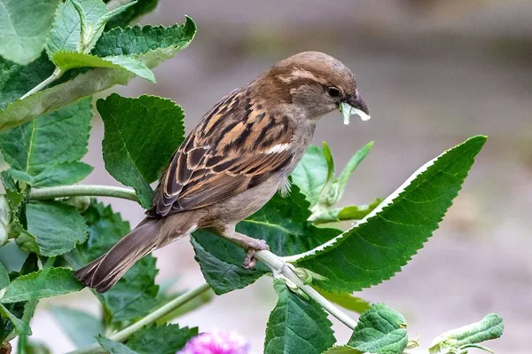 Closeup Shot Common Sparrow Leaves Its Beak Branch — Stock Photo, Image