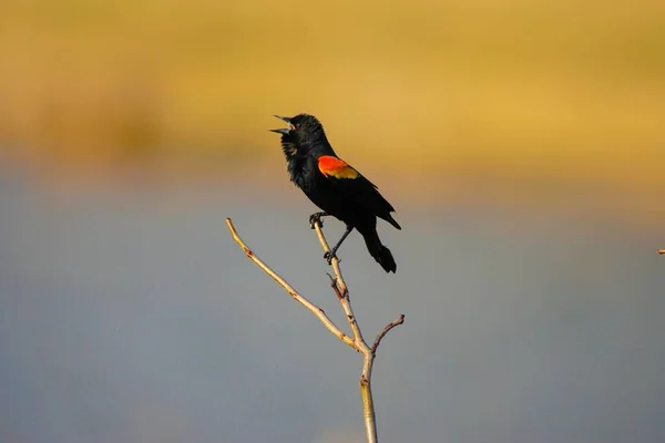 Ένα Επιλεκτικό Πλάνο Εστίασης Ενός Κόκκινου Φτερωτού Κοτσύφι Σκαρφαλωμένο Ένα — Φωτογραφία Αρχείου