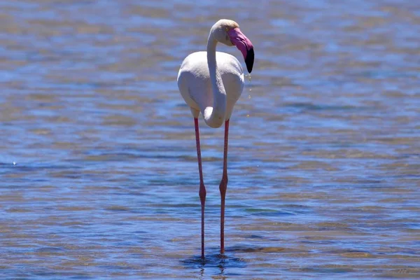 Flamingo Solitário Águas Rasas Dia Ensolarado — Fotografia de Stock