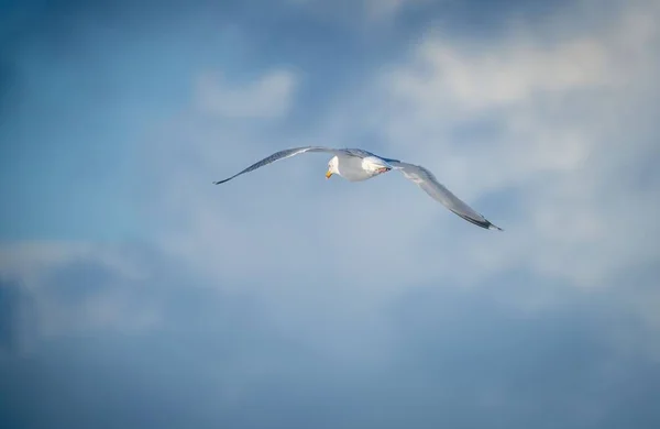 Närbild Måsen Flyger Den Blå Himlen — Stockfoto