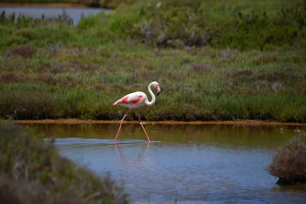 Flamingo Solitário Águas Rasas Dia Ensolarado — Fotografia de Stock