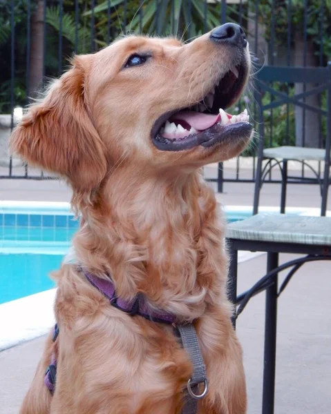 Vertical Shot Adorable Brown Dog Collar — Stock Photo, Image