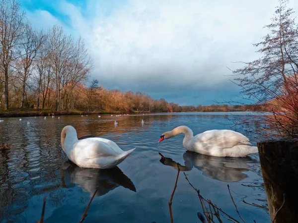 Пара Прекрасных Лебедей Плывущих Реке — стоковое фото