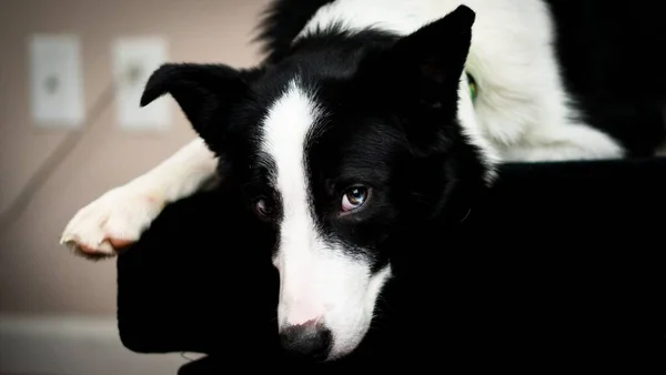 Zbliżenie Collie Granicznej Spoczywa Kanapie Patrzy Kamerę — Zdjęcie stockowe