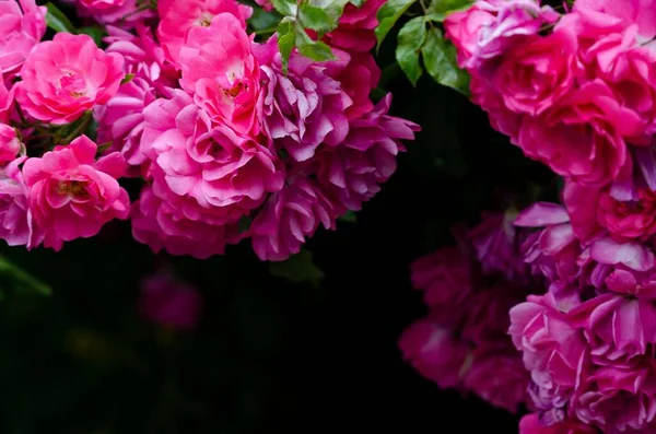 Uma Abundância Rosas Rosa Arbusto Rosas Com Fundo Preto — Fotografia de Stock