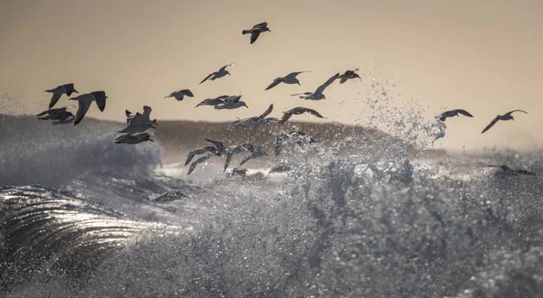 Flock Gulls Flying Ocean Waves — Stock Photo, Image