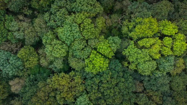 Widok Powietrza Gęstego Zielonego Lasu — Zdjęcie stockowe