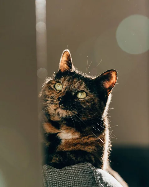 Eine Vertikale Nahaufnahme Einer Europäischen Kurzhaarkatze Haus — Stockfoto