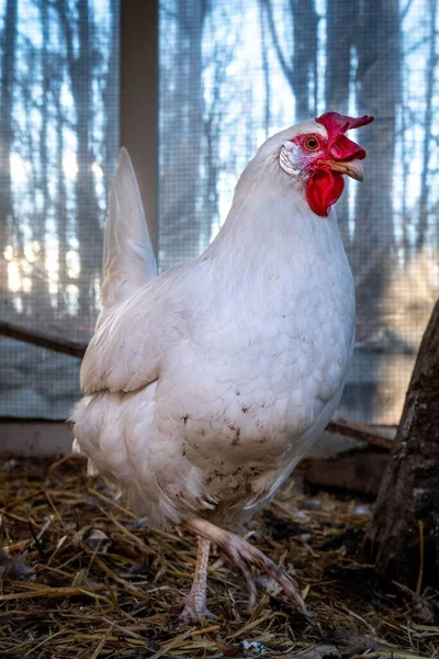 A closeup of a white Leghorn chicken walking in a coop with trees in the background