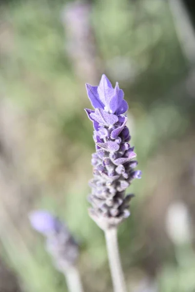 Вертикальный Крупный План Французской Лаванды Lavandula Dentata Размытом Фоне — стоковое фото