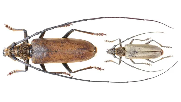 Insektsamling Långhornade Skalbaggar Exemplar Isolerad Vit Bakgrund Fotograferad Makro Lins — Stockfoto