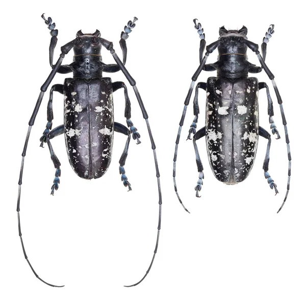 Insect Collection Long Horned Beetles Specimen Isolated White Background Photoed — Stock Photo, Image