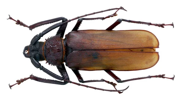 用宏透镜从白色背景中分离的长角甲虫标本昆虫标本的昆虫采集 — 图库照片