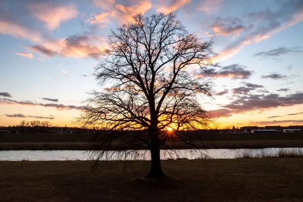 Naturskön Utsikt Över Ett Träd Med Grenar Ljus Solnedgång Himmel — Stockfoto