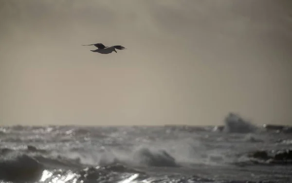 海の波の上を飛んでいるカモメ 選択されたフォーカス — ストック写真