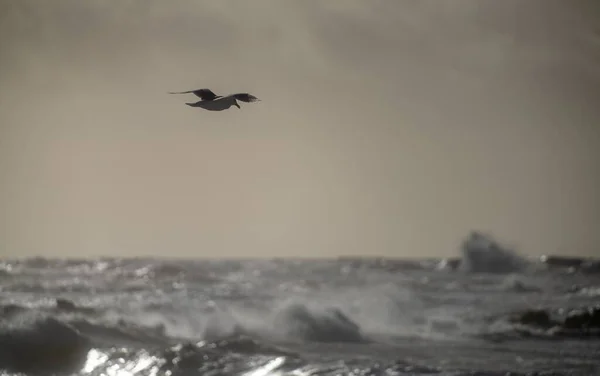 Gull Flying Ocean Waves Selected Focus — Stock Photo, Image