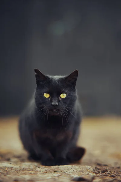 Eine Neugierige Schwarze Katze Sitzt Auf Dem Boden — Stockfoto